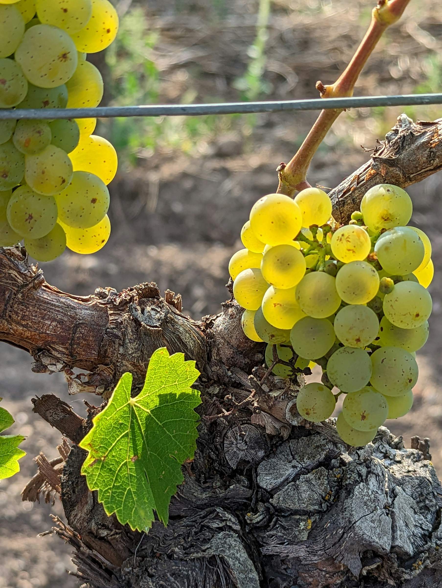 Goldgelbe Weißweintraube an einem alten Rebstock im Herbstlicht