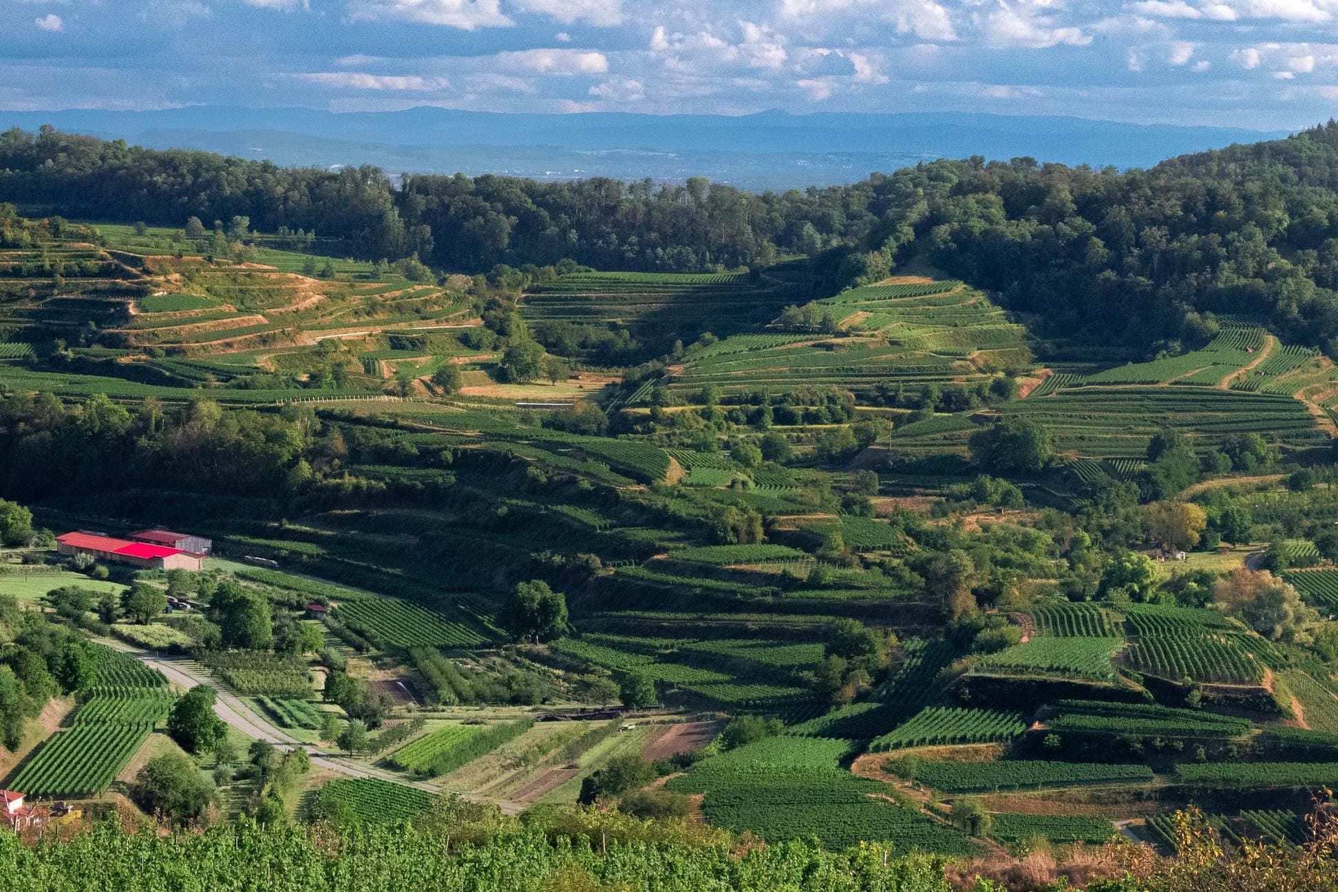 Luftbild steiler, terrassierter Weinberge in Deutschland