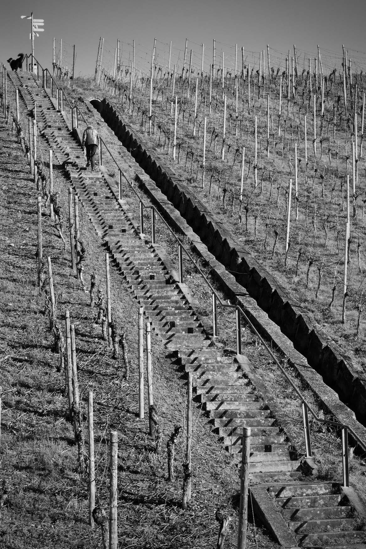Schwarzweißaufnahme: Menschen steigen eine steile Treppe im Weinberg hinauf