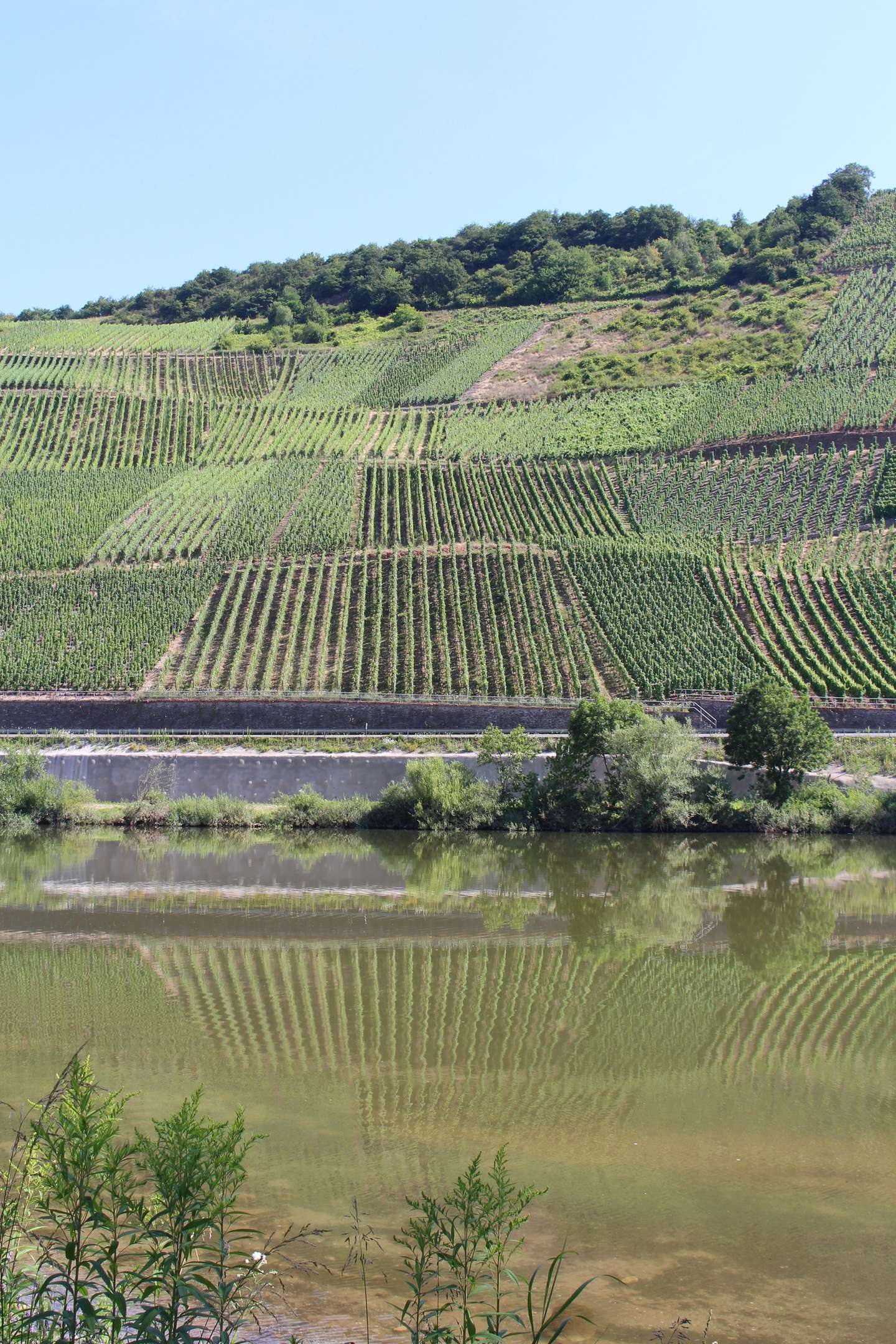 Weinberge am Hang spiegeln sich in der Mosel bei Longuich
