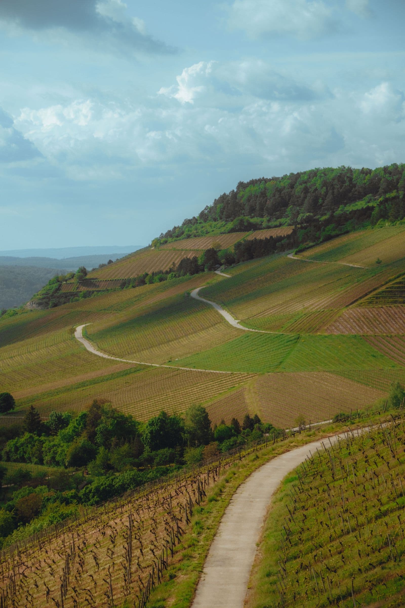Luftaufnahme von Wegen durch die Weinberge bei Thüngersheim am Main