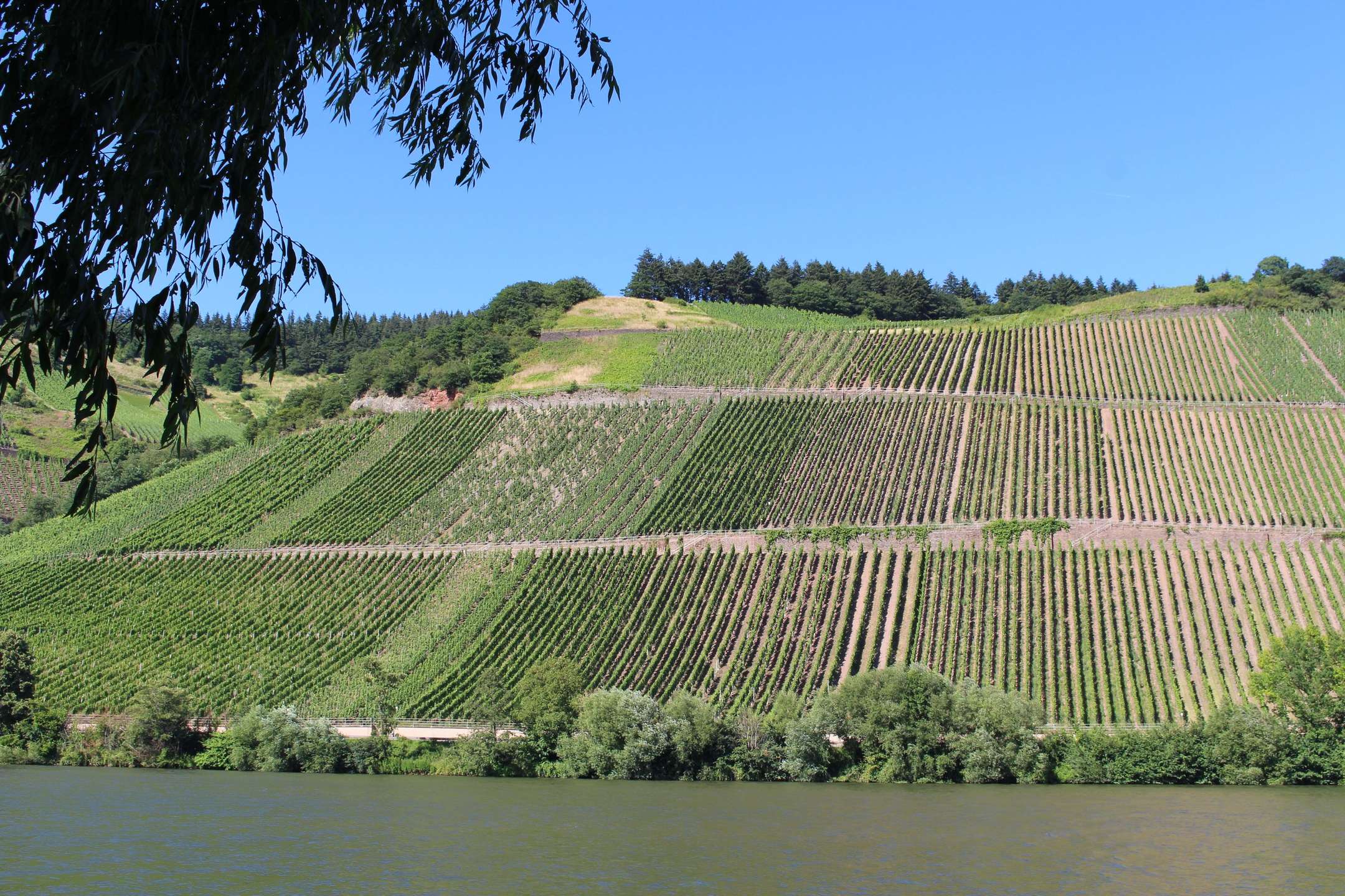 Weinberge am Hang über der Mosel bei Longuich im Sommer