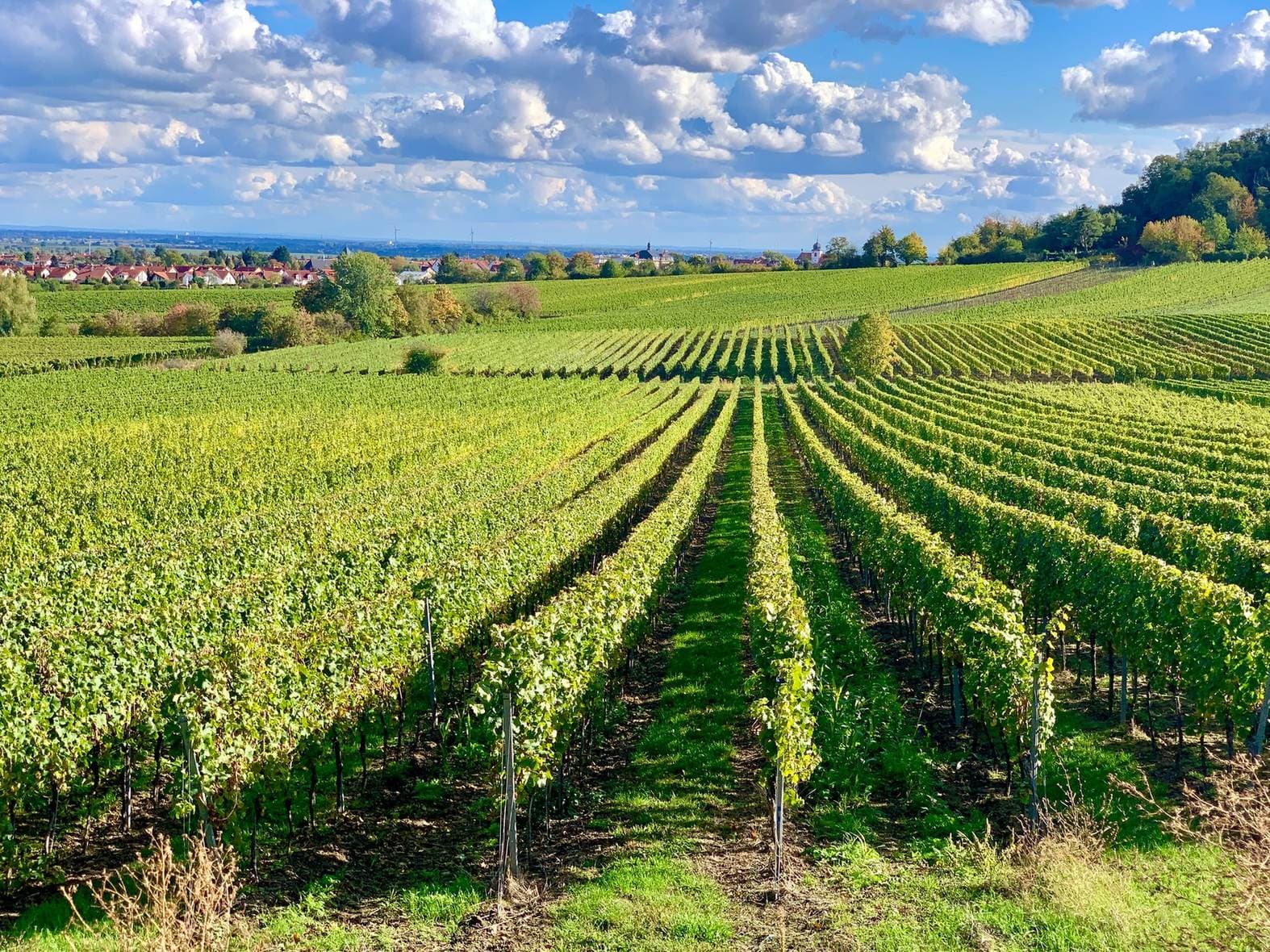 Herbstliche Rebzeilen unter blauem Himmel in Wachenheim an der Weinstraße