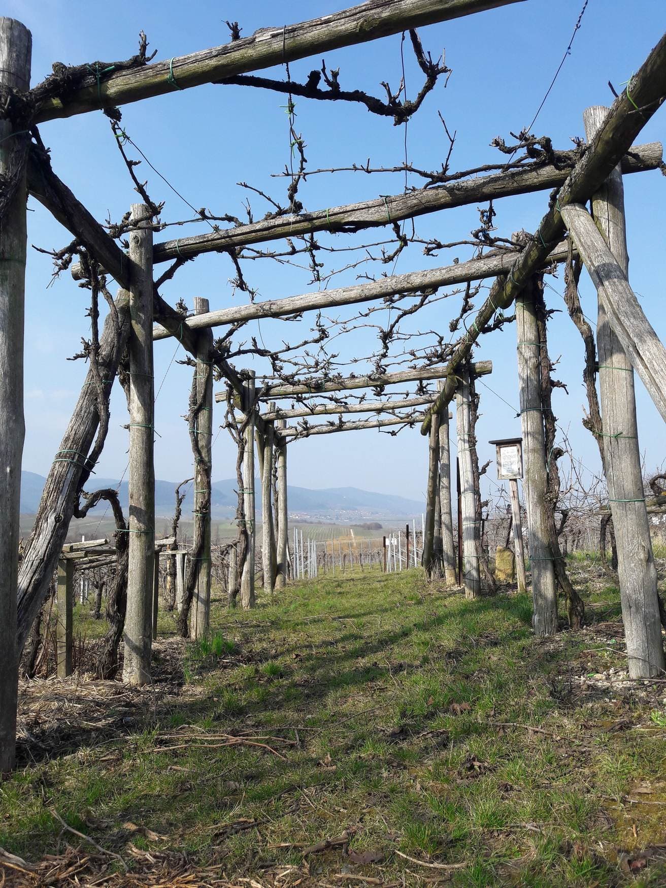 Holzpfähle und Drahtrahmen im Weinberg bei Ilbesheim in der Südpfalz