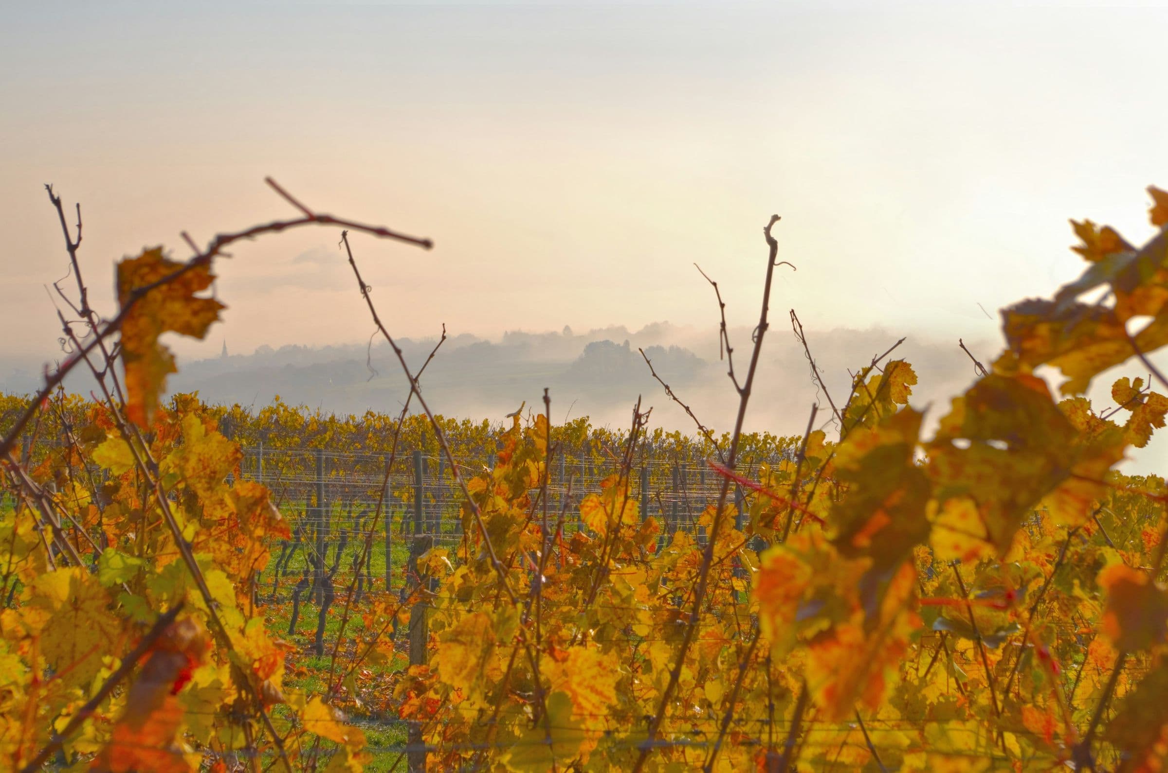 Weinberg mit herbstlich gelbem Laub bei Eltville am Rhein