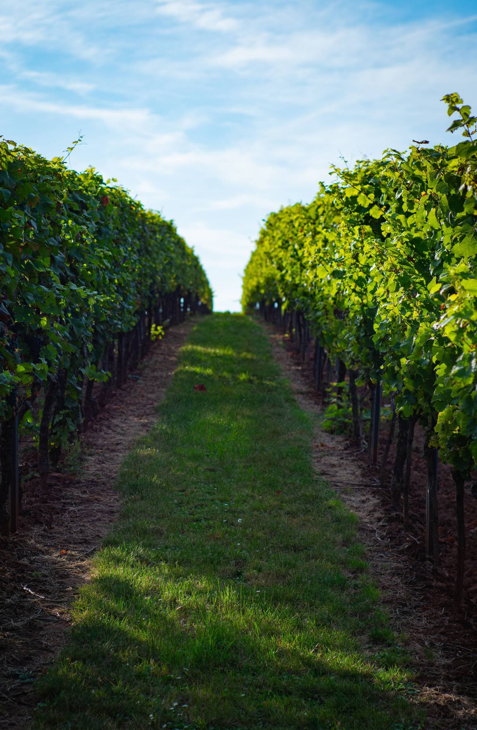 Rebzeilen mit Weg im Weinberg bei Nackenheim in Rheinhessen