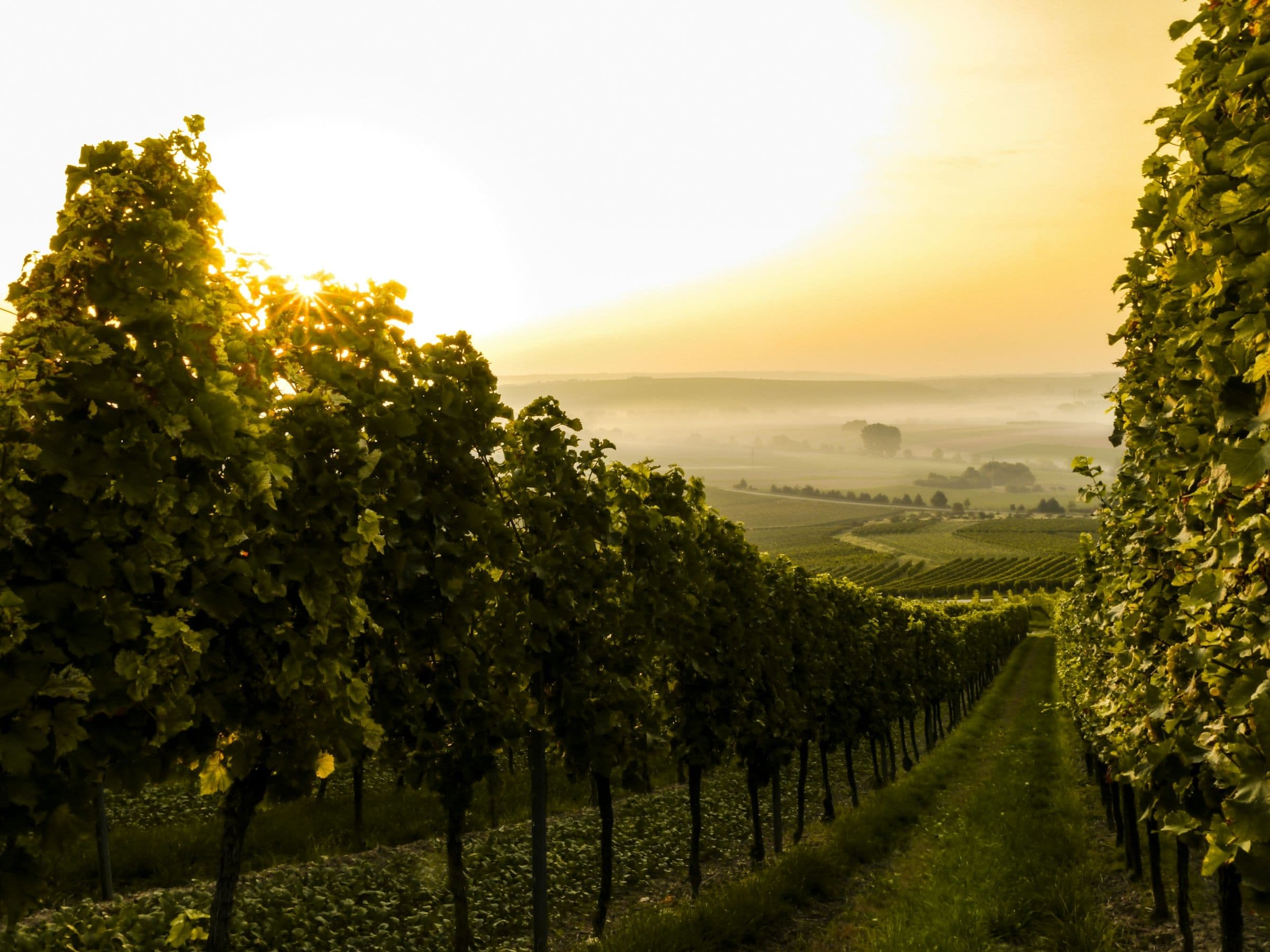 Rebzeilen im Herbstmorgenlicht bei Jugenheim in Rheinhessen